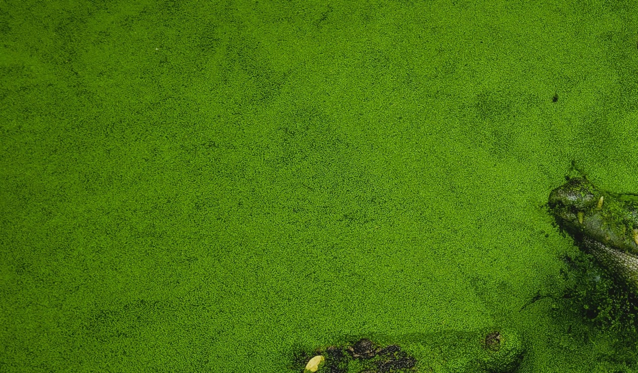 How Satellite Technology is Protecting Alberta Waters from Harmful Algal Blooms